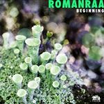 Romanraa – Beginning