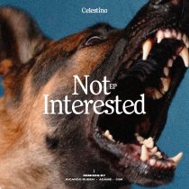 Celestino – Not Interested
