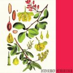 Anton Kubikov – Herbarium, Pt. 3