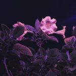 Rafael Cerato, ID ID – Failure & Flowers