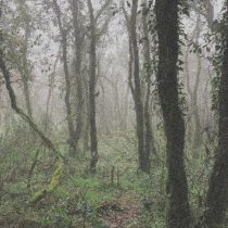 Orbe – El Bosque de la Niebla