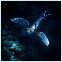 Pablorama – Chimaera